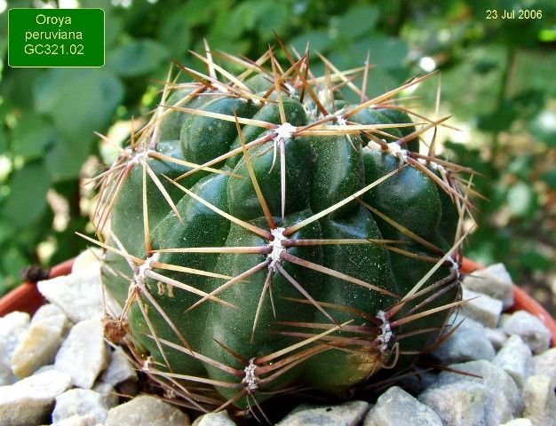 Oroya _peruviana _GC321.02_ 01